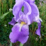 pale purple iris